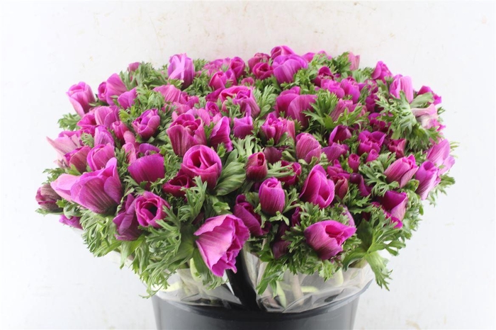 <h4>Anemone Galil Purper</h4>