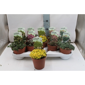 Sedum mix in tray