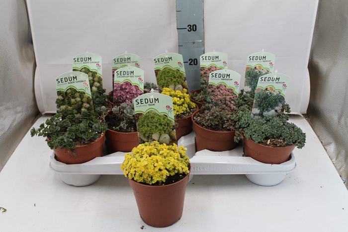 <h4>Sedum mix in tray</h4>