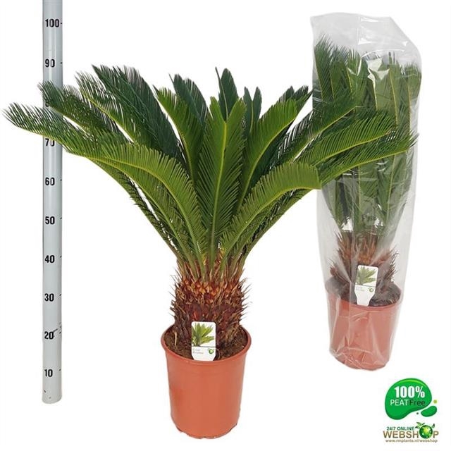 <h4>CYCAS REVOLUTA</h4>