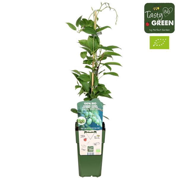 <h4>Actinidia arguta 'Kiwiberry' (Issai) Bio P15</h4>