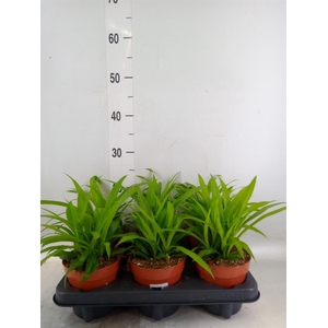 Chlorophytum com. 'Lemon'
