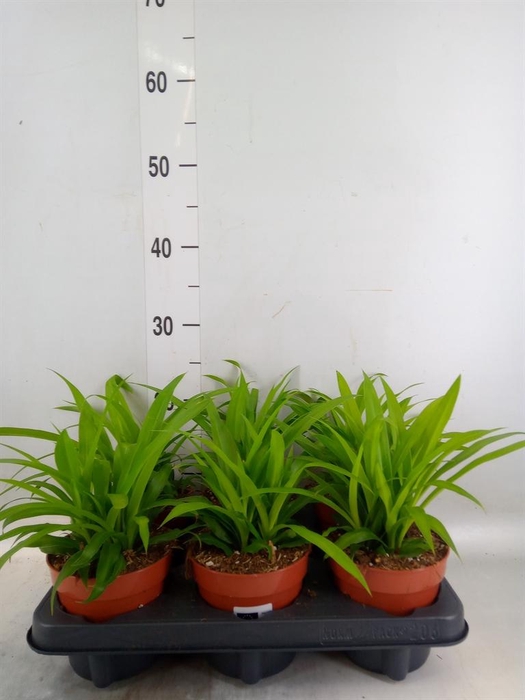 <h4>Chlorophytum com. 'Lemon'</h4>