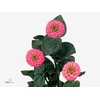 Zinnia Lill Rose