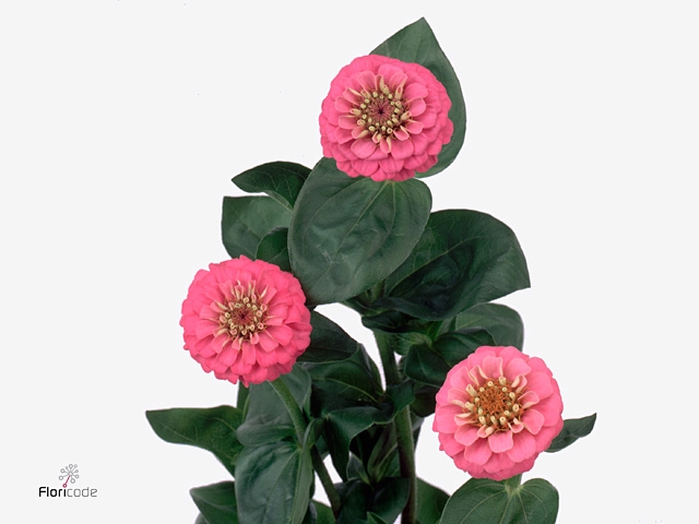 Zinnia Lill Rose