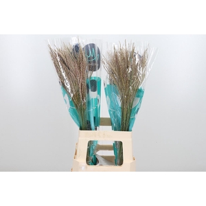 Misc Sin White Cloud