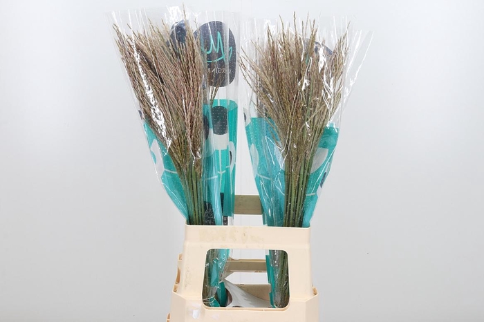 <h4>Misc Sin White Cloud</h4>