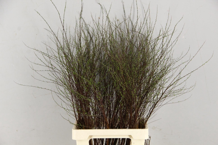 SPIREA ARGUTA PER STEM 080cm