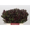 Leucadendron Saf Sunset Dark R.