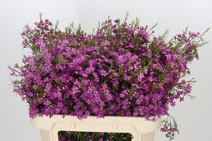 <h4>Chamelaucium Free Spirit</h4>