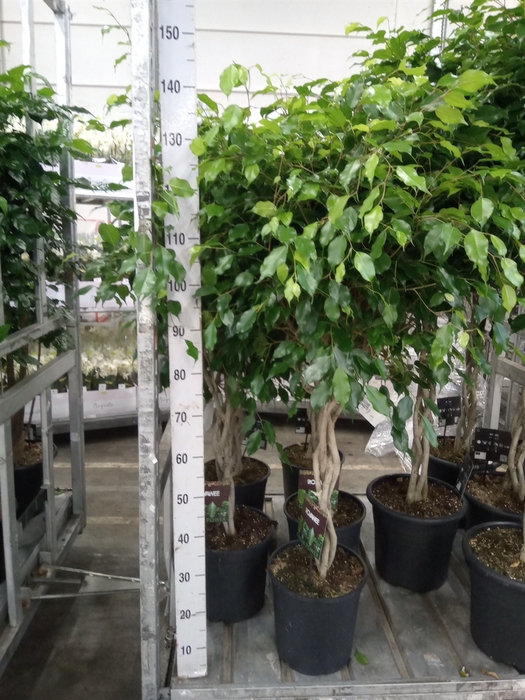 <h4>Ficus benja. 'Exotica'</h4>