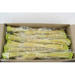 DF Berina Light Green Bs