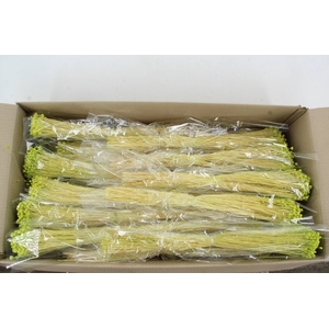 DF Berina Light Green Bs