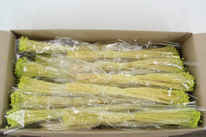 <h4>DF Berina Light Green Bs</h4>