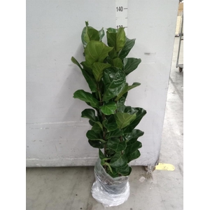 Ficus lyrata 'Bambino'