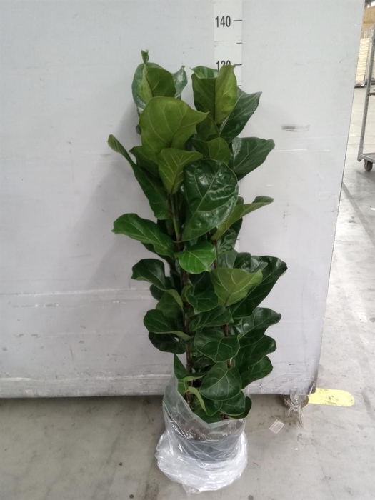 <h4>Ficus lyrata 'Bambino'</h4>