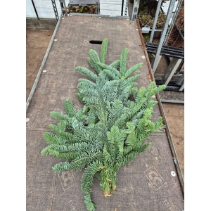 Abies Nobilis takken per bos