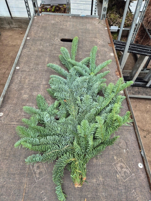 <h4>Abies Nobilis takken per bos</h4>