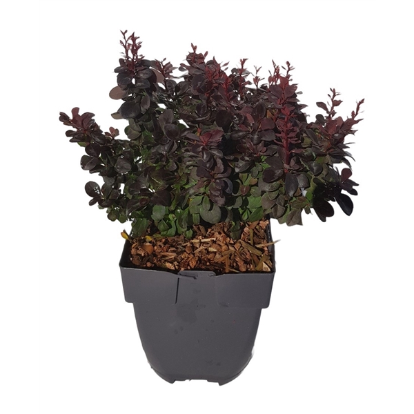 <h4>Berberis thunbergii 'Concorde'</h4>