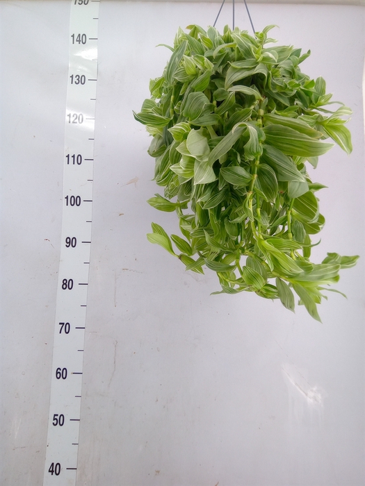 <h4>Tradescantia albif. 'Albovittata'</h4>