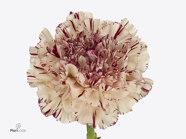 Di St Paoletto (viper)