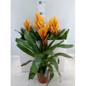 Vriesea  'Intenso Flame'