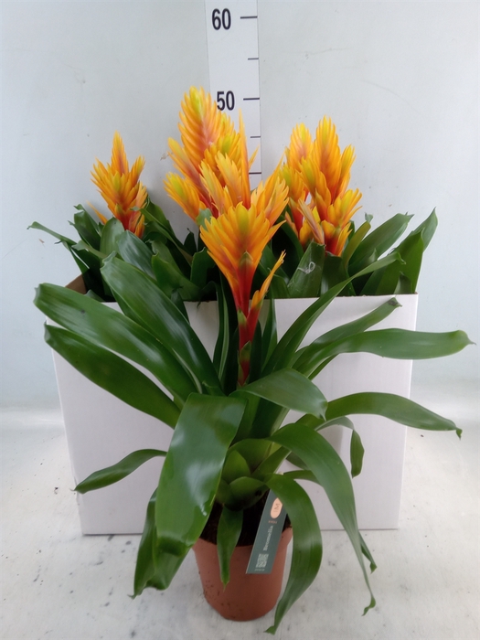 <h4>Vriesea  'Intenso Flame'</h4>