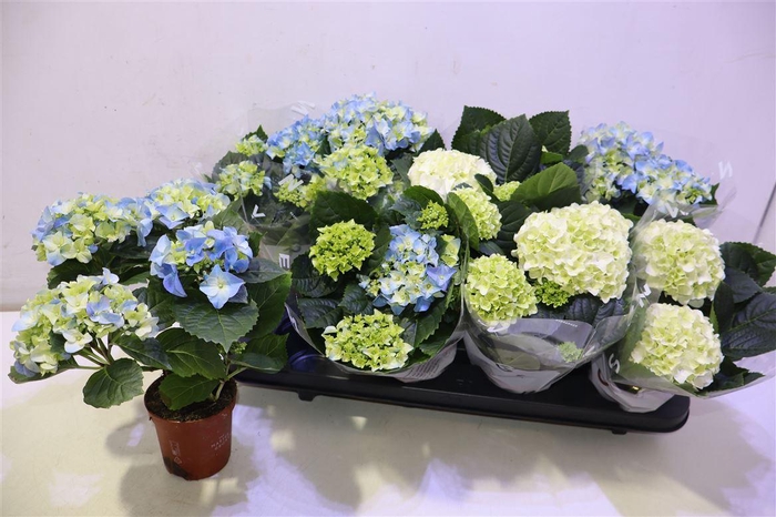 <h4>arr8 Hydr M Gem</h4>