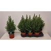 Picea Gl Conica