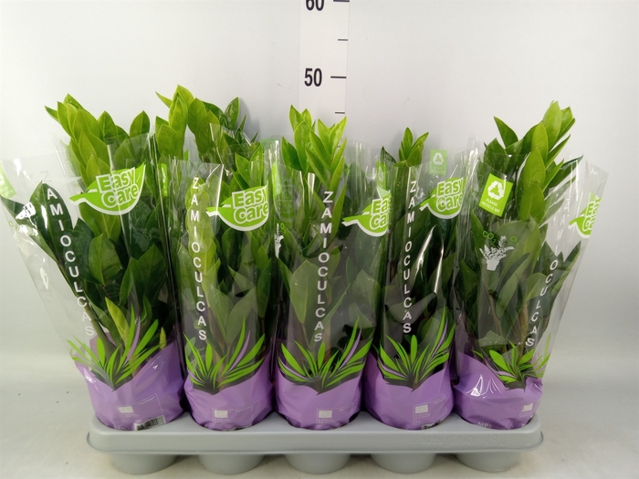 <h4>Zamioculcas zamiifolia</h4>