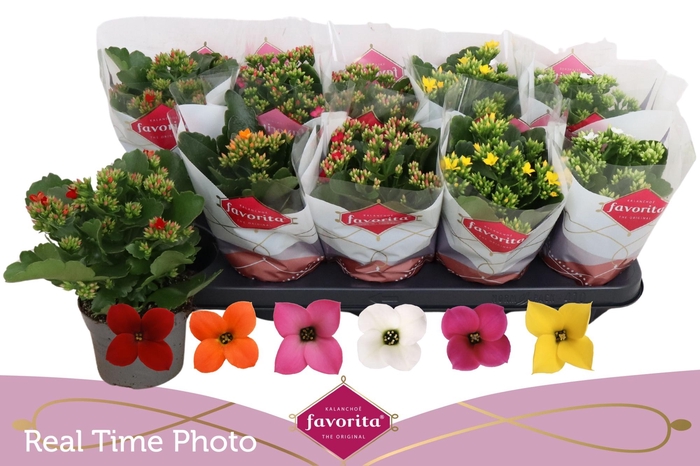 <h4>KAL EN GEM 6 KL</h4>