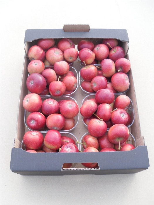 <h4>Sier Malusappel Red X8</h4>