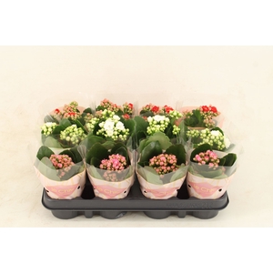 Kalanchoe