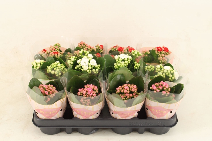 Kalanchoe