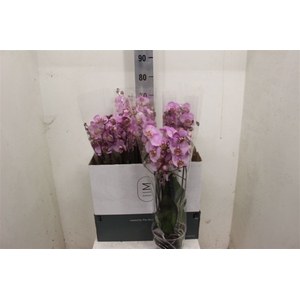 Phal Marvellous Roze 4 Tak