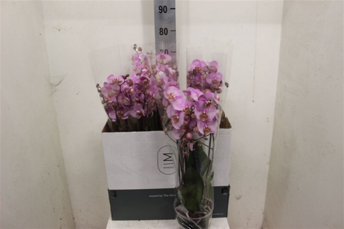 <h4>Phal Marvellous Roze 4 Tak</h4>