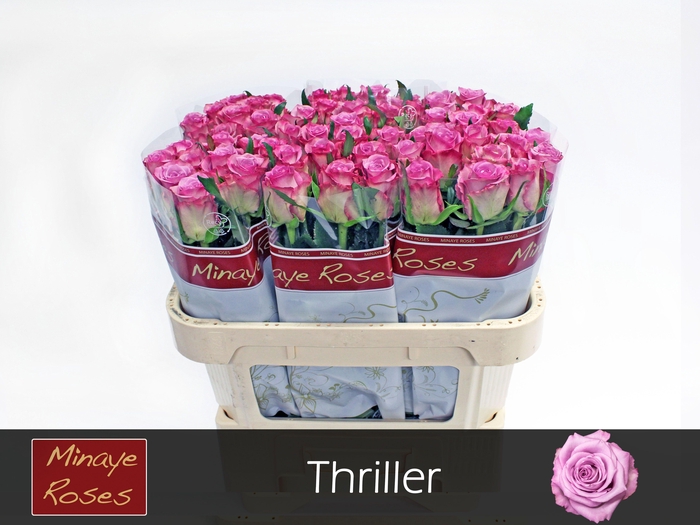 <h4>R GR THRILLER</h4>