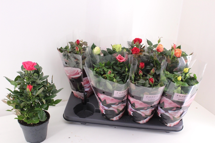 <h4>RO PATHIT GEM 6 SRT</h4>