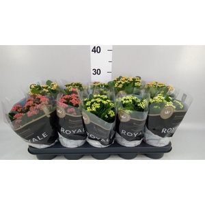 Kalanchoe blos. 'RoyalDon'   ..mix