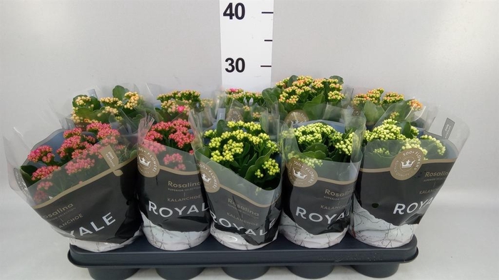 <h4>Kalanchoe blos. 'RoyalDon'   ..mix</h4>