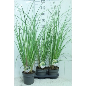 Cortaderia sell. 'Pumila'