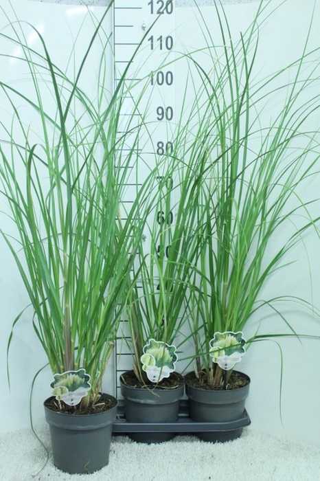 <h4>Cortaderia sell. 'Pumila'</h4>