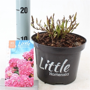 Hydrangea macr. 'Little Pink' ® (Little XS)