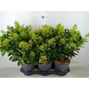 Skimmia jap. 'Finchy'