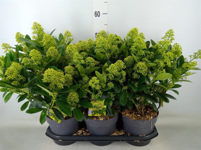 <h4>Skimmia jap. 'Finchy'</h4>