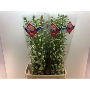 Delph Du Guardian White