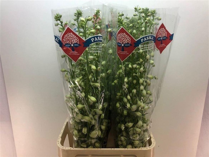 <h4>Delph Du Guardian White</h4>