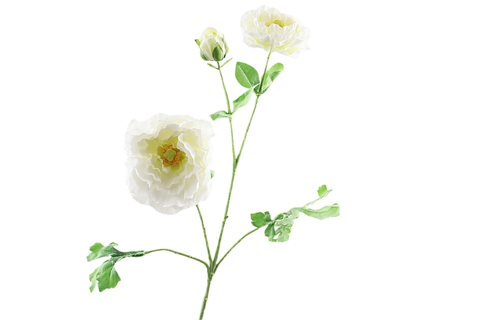 Ranunculus Extra White