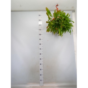 Lepismium houlletianum