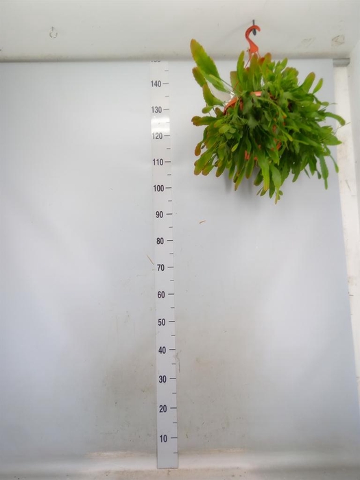 <h4>Lepismium houlletianum</h4>